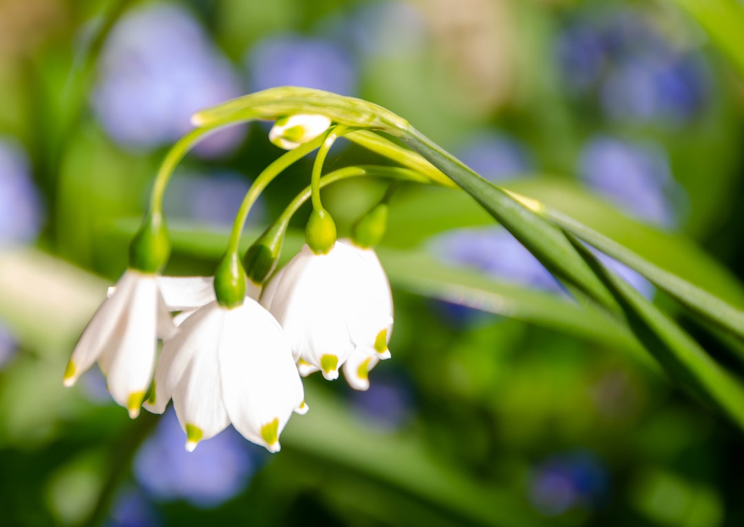 Slough, Berkshire: white flower in tilt shift lens
